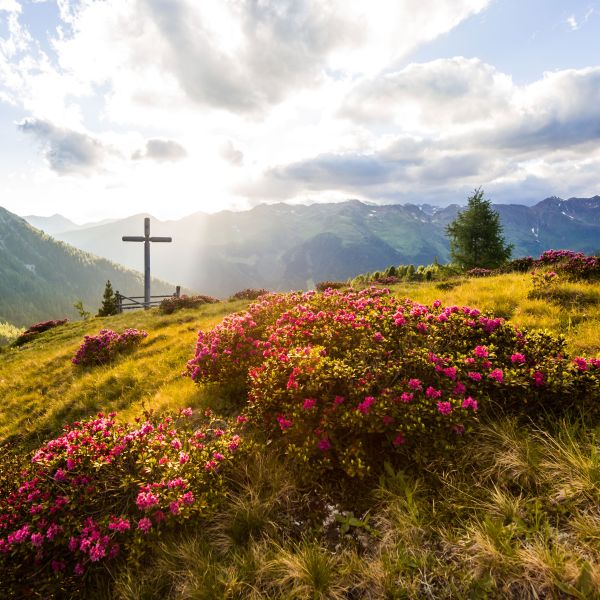 Mountain summit cross surrounded by blooming pink Alpine roses with dramatic mountain ranges under cloudy sky