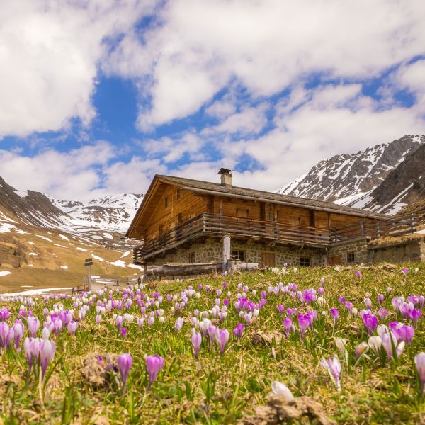Traditional Alpine stone and wood cabin surrounded by blooming purple and white spring crocuses with snow-capped mountain pass