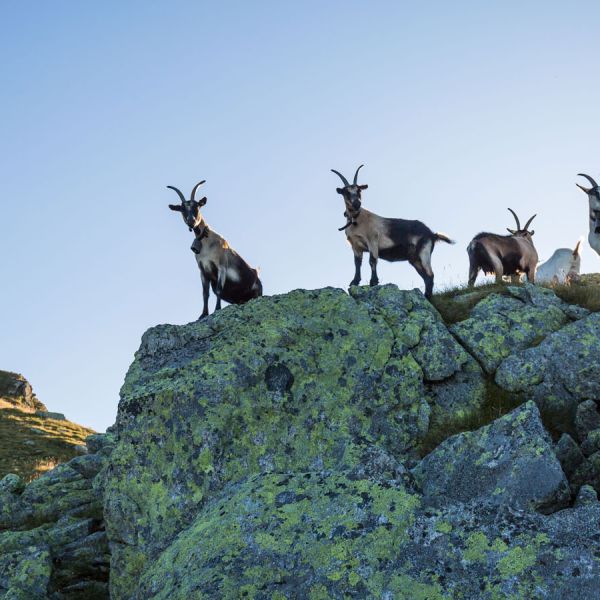 Four Alpine ibex mountain goats with curved horns standing majestically on moss-covered rocky outcrop against blue sky