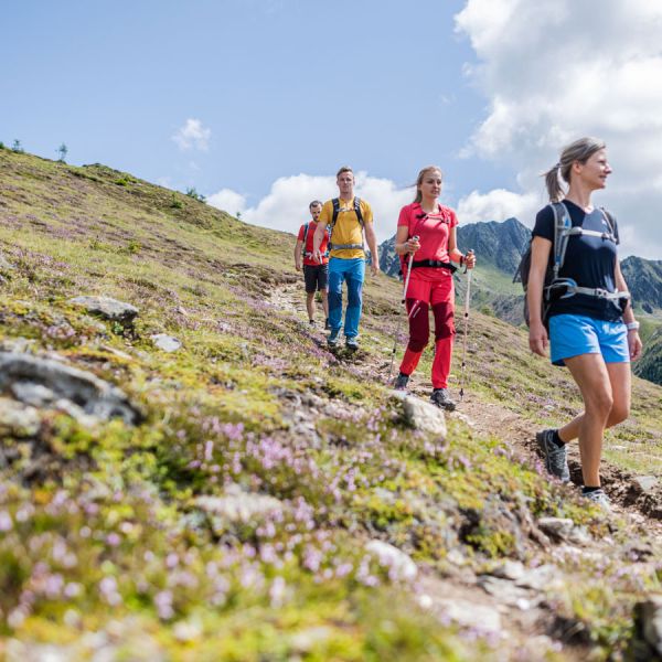 Group of four hikers trekking on mountain trail through pink Alpine wildflowers with dramatic rocky peaks in background