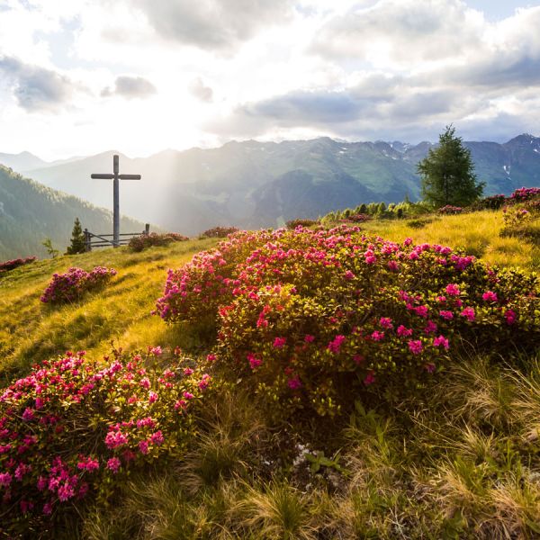 Mountain summit cross with blooming pink Alpine roses in golden meadow grass and dramatic layered mountain ranges with sunburst through clouds