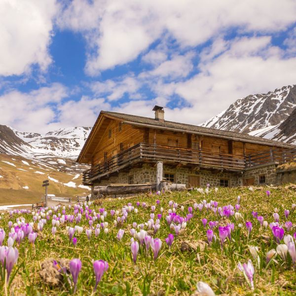 Traditional stone and wood Alpine cabin surrounded by field of blooming purple and white spring crocuses with snow-capped mountain pass