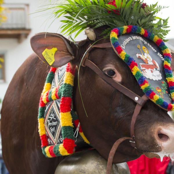 Decorated brown cow with colorful knitted wool garlands and traditional painted headpiece at Alpine cattle festival