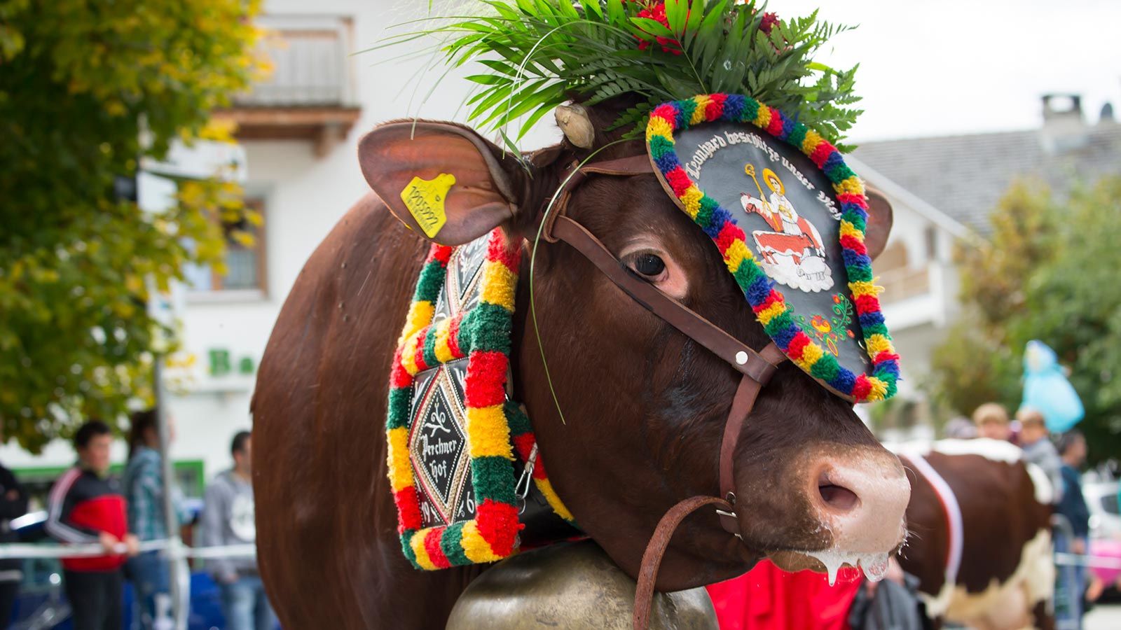 una mucca decorata con un copricapo a Casies in estate