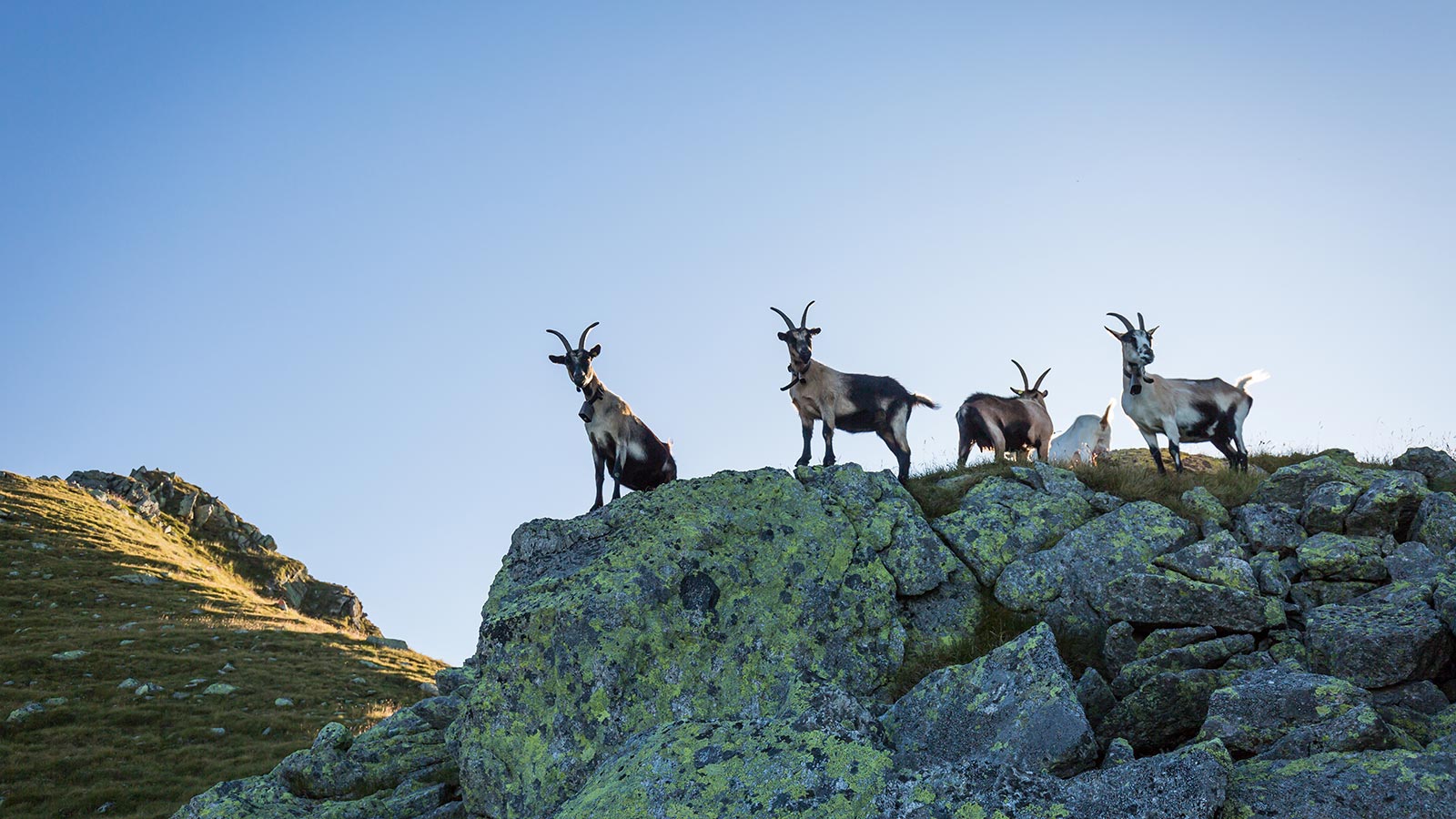 Chamois on a rock in the Gsieser valley in summer